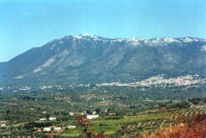 Marcellina